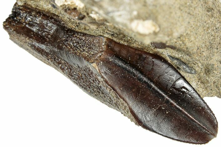 Fossil Hadrosaur (Brachylophosaurus?) Tooth in Situ - Montana #313292